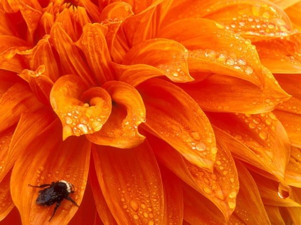 Sinekli turuncu çiçek