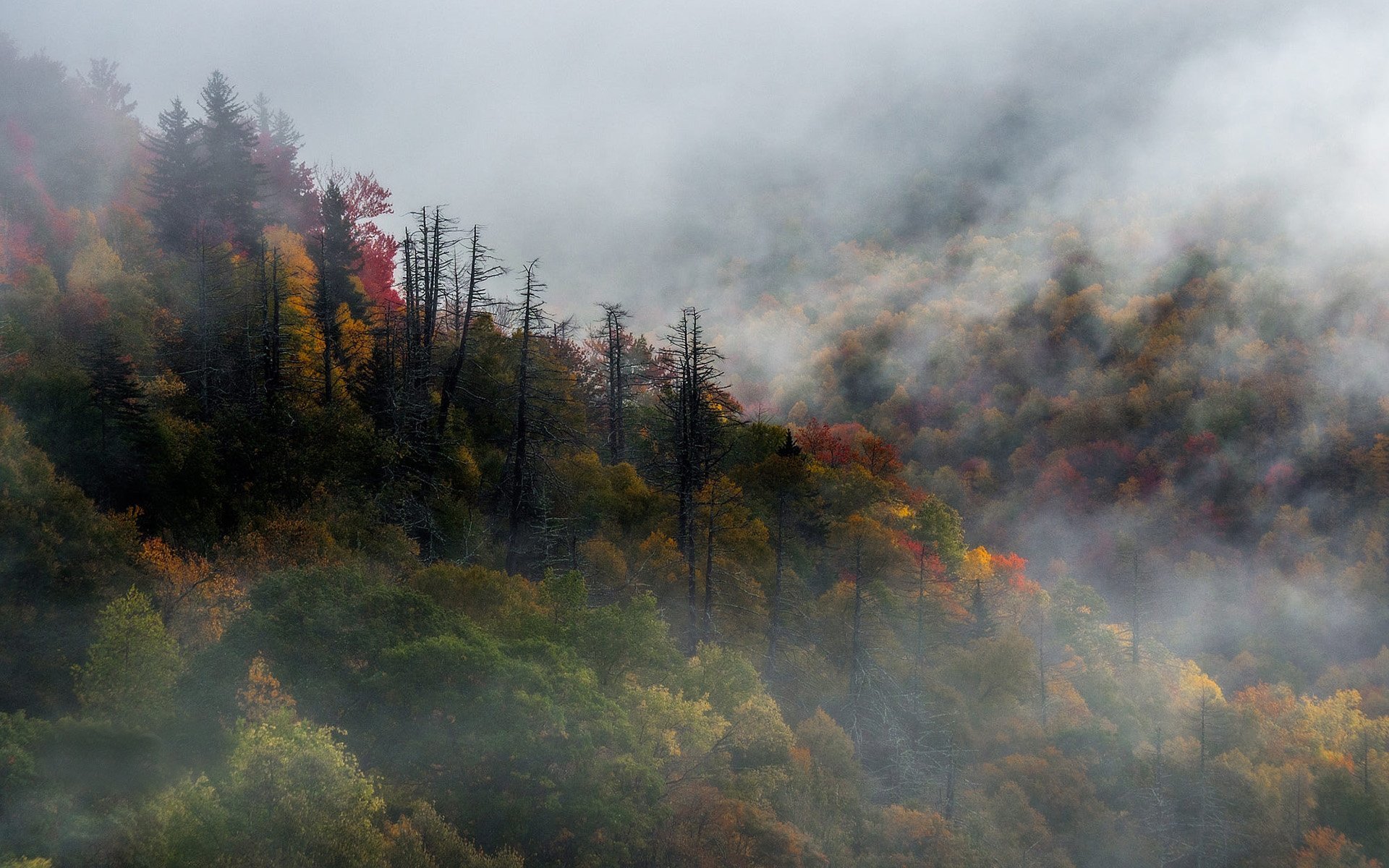 Sisli Orman Manzarası