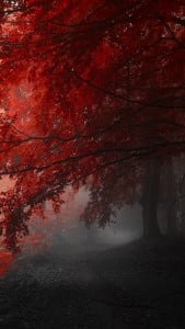 Sonbahar Ağaçları