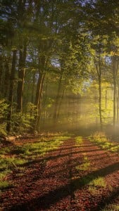 Sonbahar ve Ağaçlar