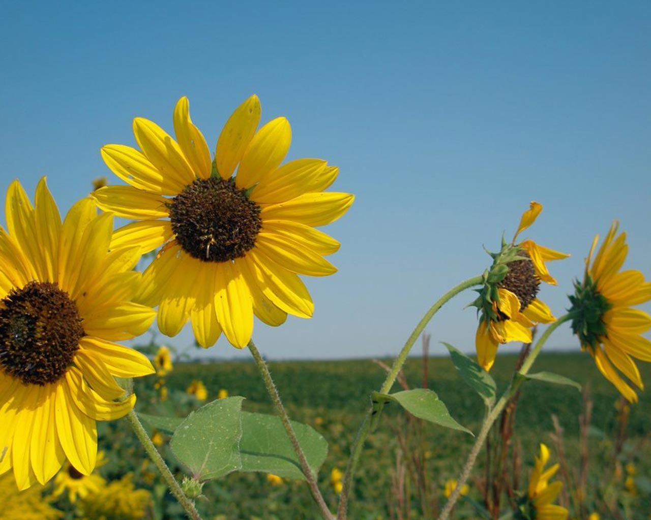 Sunflower Images