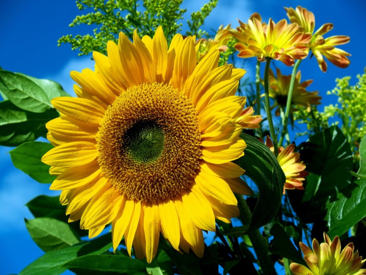 Sunflower Wallpaper