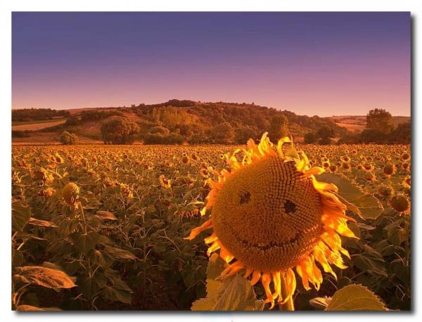 Sıradışı ay çiçeği