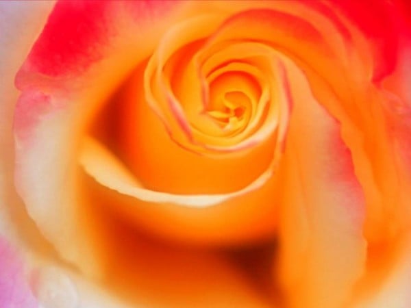 Turuncu küçük çiçek