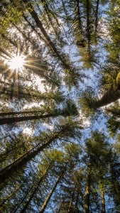 Washington Bahar  iPhone 6 Plus