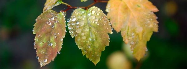 Yapraklar Facebook Kapağı