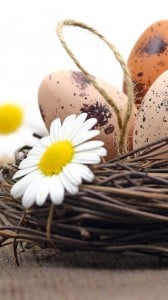 Yumurtalar 1080x1920