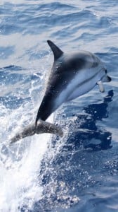 Yunus Balığı 1080x1920