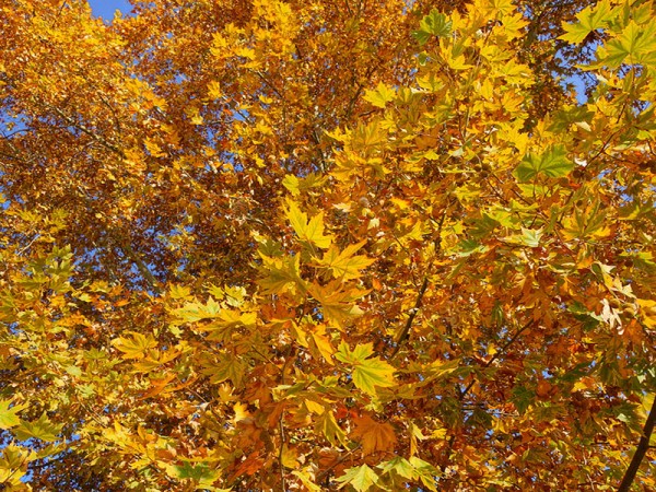 ankara  bahçelievler ağaçlar