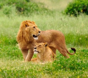 Aslan Samsung Galaxy S3 Wallpaper