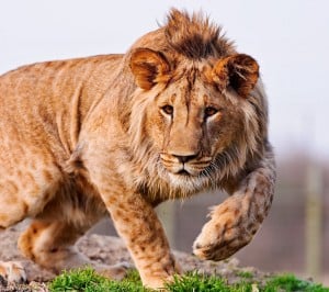 Aslan Samsung Galaxy S3 Wallpaper