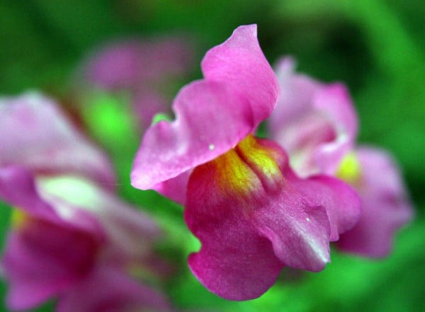 aslanağzı çiçeği