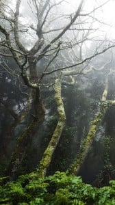 HTC Butterfly HD Duvar kağıtları