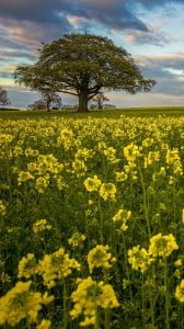 ağaç ve nefis çiçekler 1080x1920