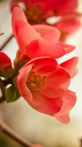 bahar çiçeği 1080x1920