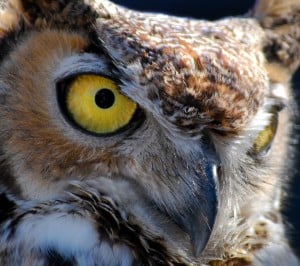 Baykuş Samsung Galaxy S3 Wallpaper