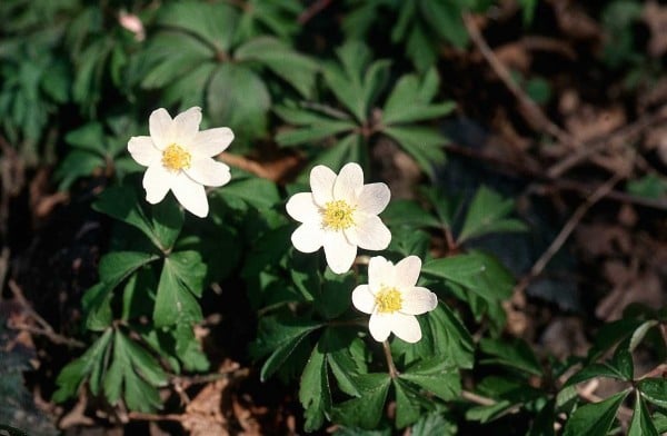 Beyaz çiçekler ve bilgiler