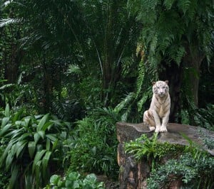 Beyaz Kaplan Samsung Galaxy S3 Wallpaper