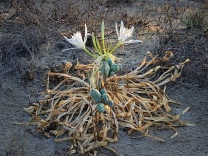 beyaz kum zambağı - 2