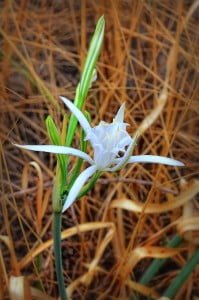 beyaz kum zambağı - 3