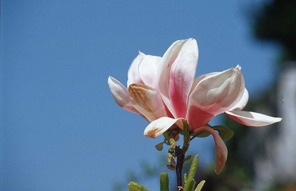 beyaz ve pembe uyumu