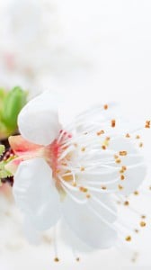 beyaz çiçek 1080x1920