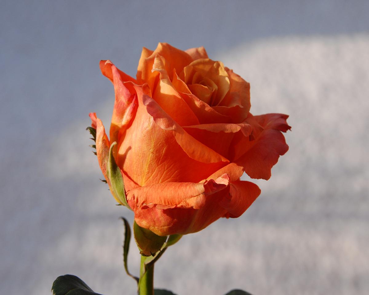 cicekli duvar kagitlari13