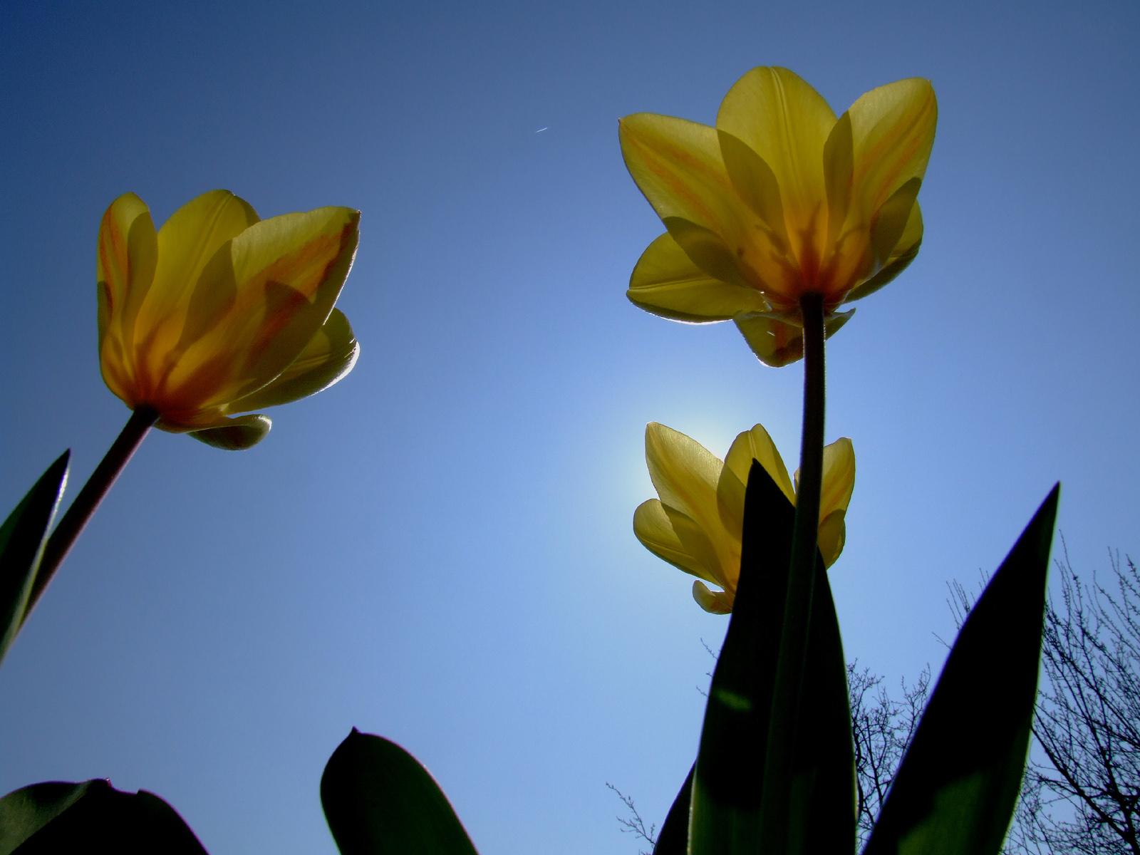 Çiçekler ve gökyüzü-40