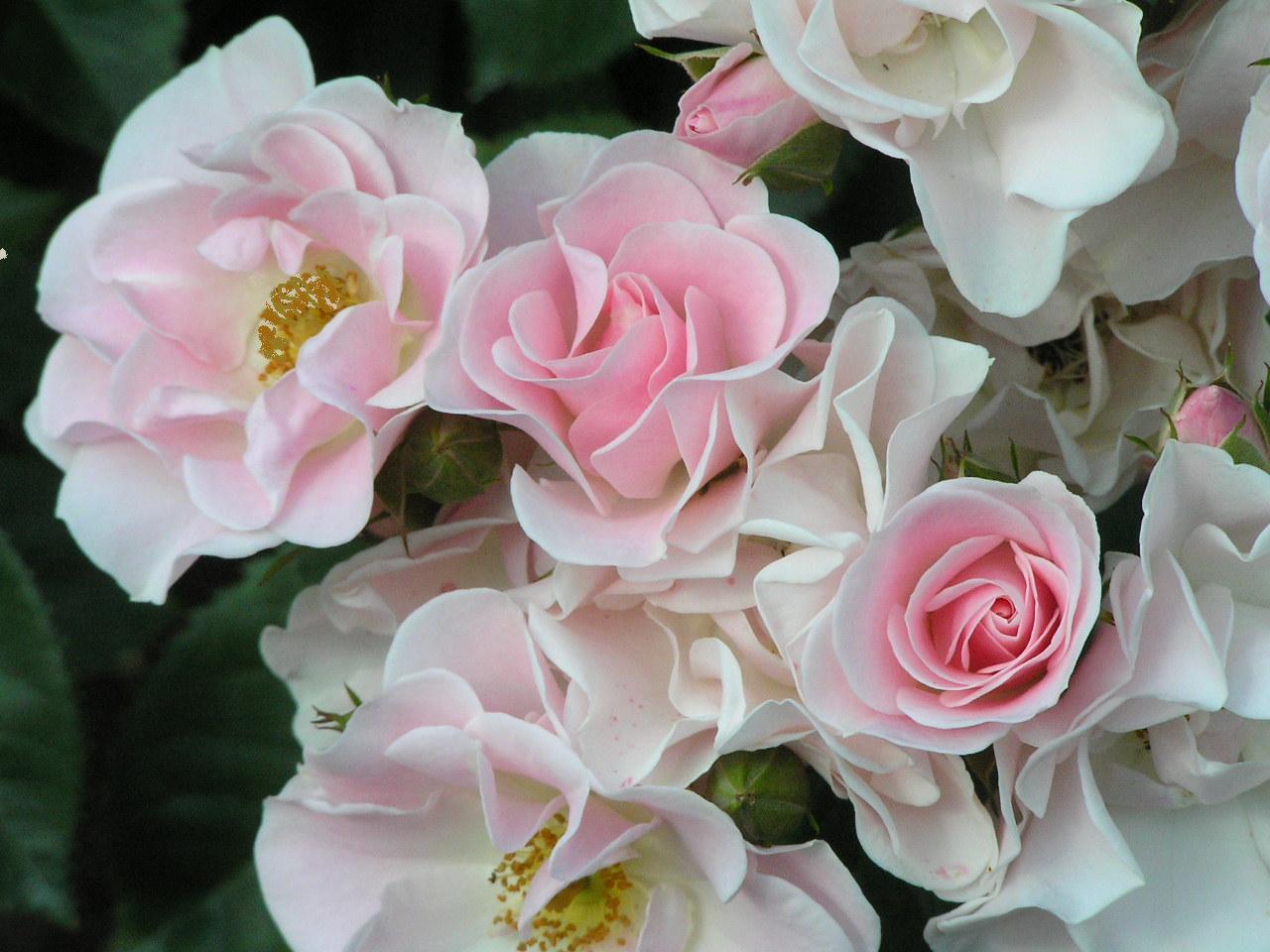 cicekli duvar kagitlari52