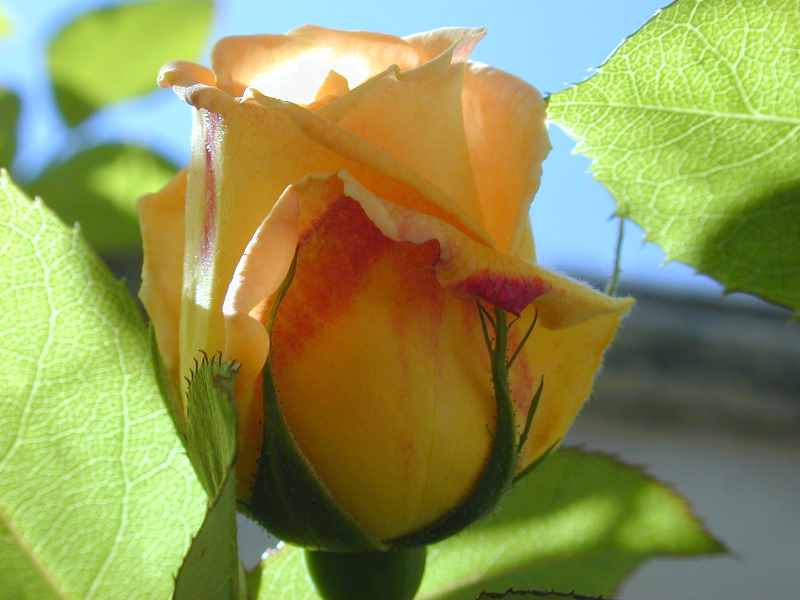 cicekli duvar kagitlari71