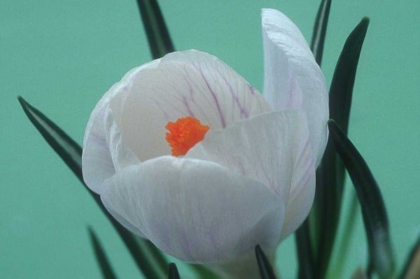 crocus