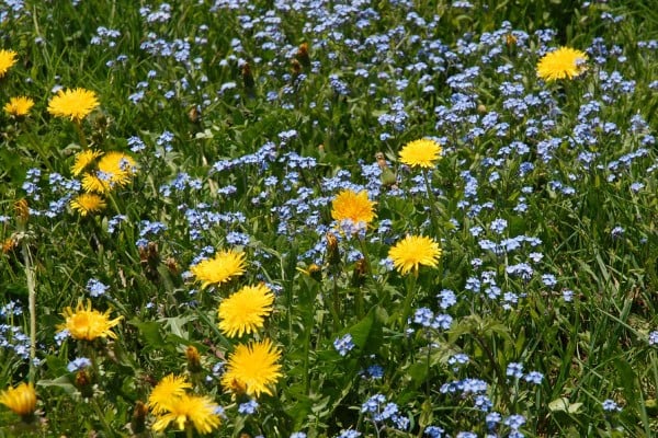 sarı çiçekler ve bilgiler