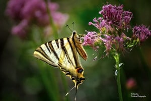 erik kırlangıçkuyruğu - 2