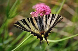 erik kırlangıçkuyruğu - 3