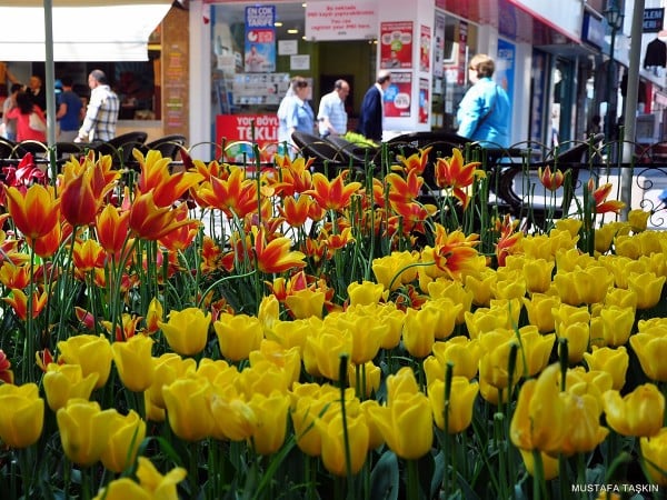 eskişehir çiçekler