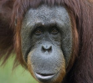 Goril Samsung Galaxy S3 Wallpaper