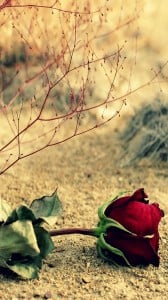 güzel gül 1080x1920