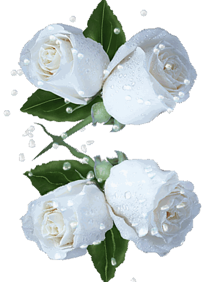 hareketli beyaz güller