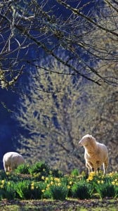 harika koyunlar 1080x1920