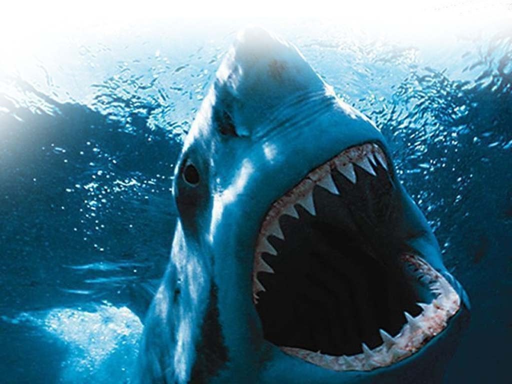 havlamayan köpek balığı