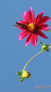 iPhone 5 Çiçek Wallpaper 1