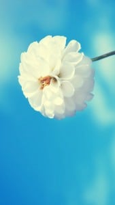 iPhone 5 Çiçek Wallpaper 2