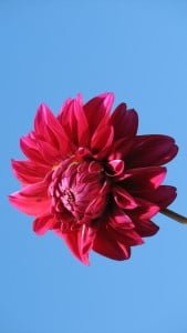 iPhone 5 Çiçek Wallpaper 3