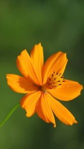 iPhone 5 Çiçek Wallpaper 4