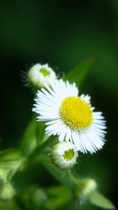 iPhone 5 Çiçek Wallpaper 5