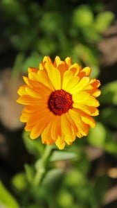 iPhone 5 Çiçek Wallpaper 6