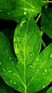 iPhone 5 Yeşil Yaprak Arkaplan 9