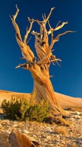 iPhone 5 Doğa Wallpaper 6