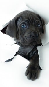 iPhone 5 Sevimli Köpek Yavrusu Duvar Kağıdı 1