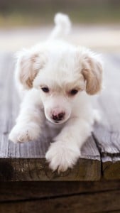 iPhone 5 Sevimli Köpek Yavrusu Duvar Kağıdı 3